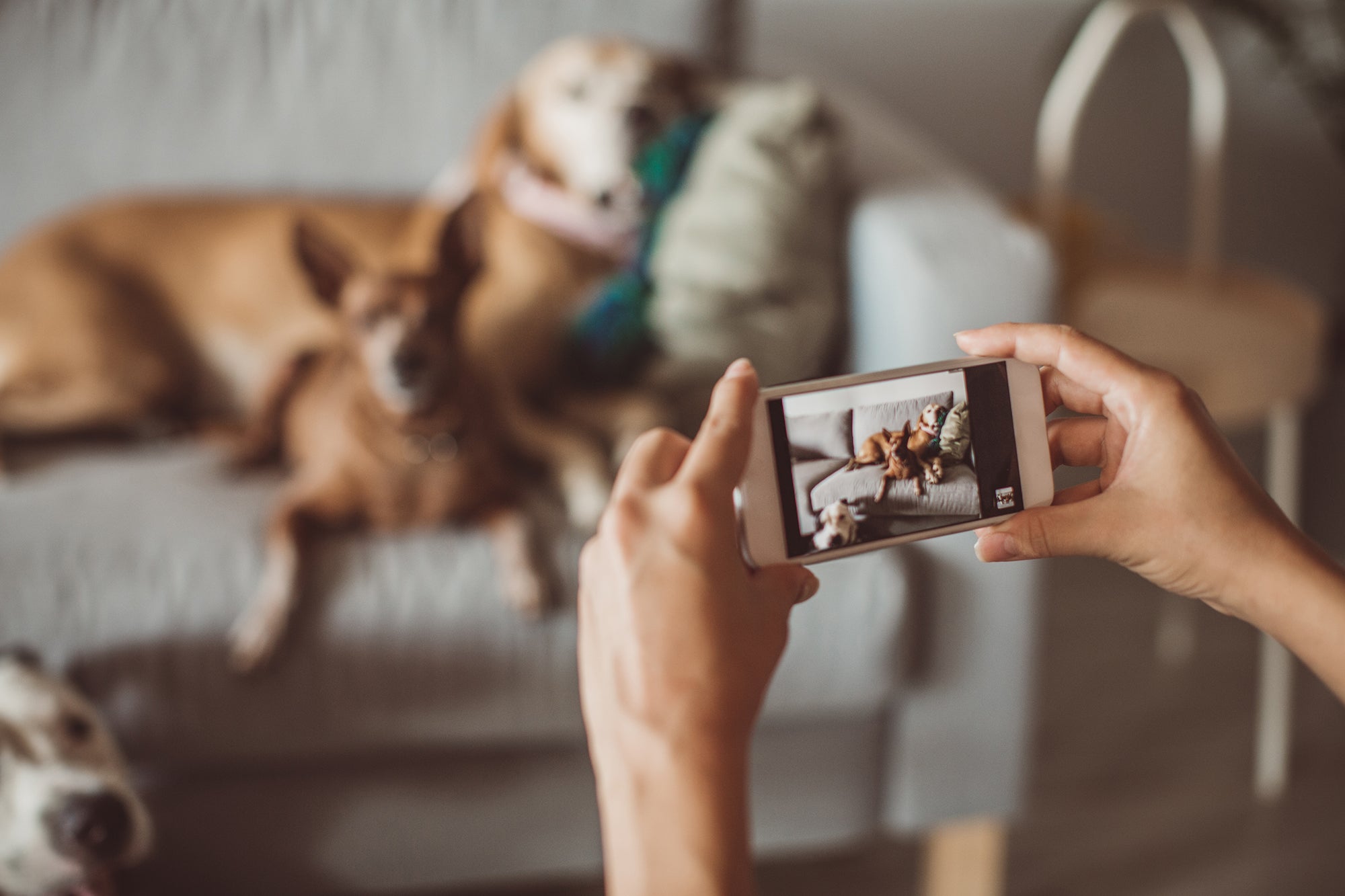 dogs sitting on sofa while person takes their photo